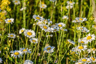 yeşil ba çiçek dokusu ile güzel renkli yaz çayır