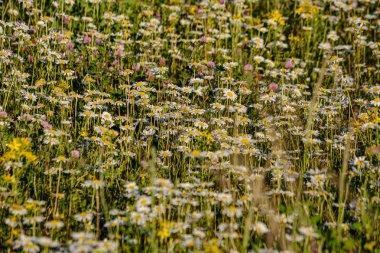 yeşil ba çiçek dokusu ile güzel renkli yaz çayır