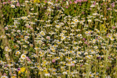yeşil ba çiçek dokusu ile güzel renkli yaz çayır