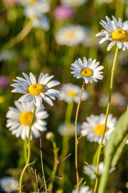 yeşil ba çiçek dokusu ile güzel renkli yaz çayır