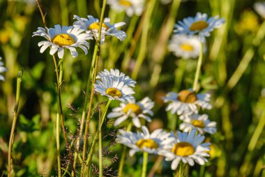 yeşil ba çiçek dokusu ile güzel renkli yaz çayır
