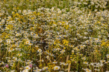 yeşil ba çiçek dokusu ile güzel renkli yaz çayır