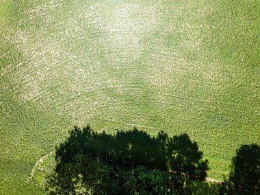 yaz aylarında kuş gözü üzerinde ekili tarım alanları