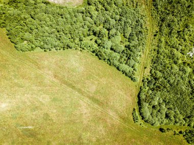 yaz aylarında drone havadan görüntü sonsuz yeşil orman