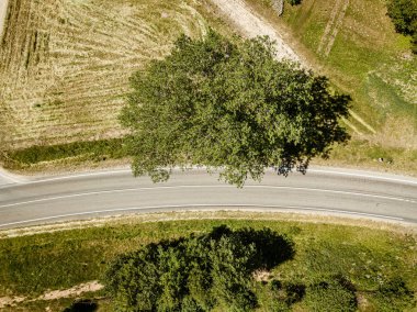 yeşil orman ve alanlarda ülke yol drone havadan görüntü
