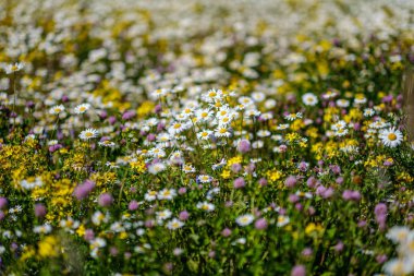 yeşil ba çiçek dokusu ile güzel renkli yaz çayır