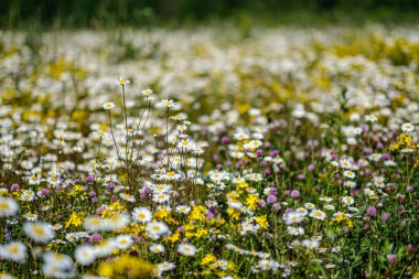 yeşil ba çiçek dokusu ile güzel renkli yaz çayır