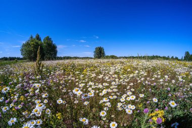 yeşil ba çiçek dokusu ile güzel renkli yaz çayır