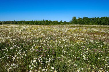yeşil ba çiçek dokusu ile güzel renkli yaz çayır