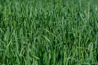 bulanıklık etkisi ile çayır çayır yeşil çim