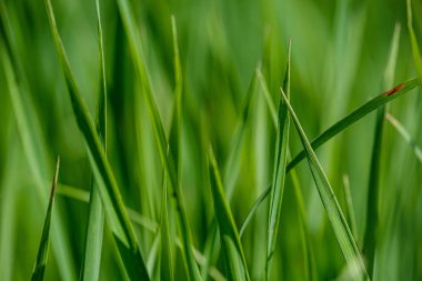 bulanıklık etkisi ile çayır çayır yeşil çim