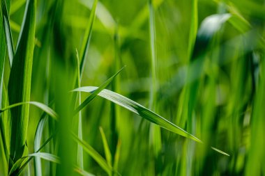 bulanıklık etkisi ile çayır çayır yeşil çim