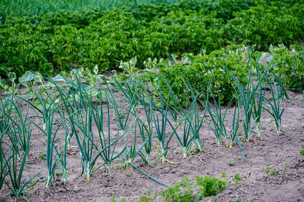 Ekologická zahrádka, Venkovská zahrada se zeleninou, cibulí, potatos — Stock fotografie