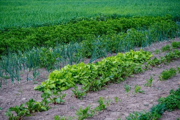 Giardinaggio ecologico, orto di campagna con verdure, cipolla, patate e — Foto Stock