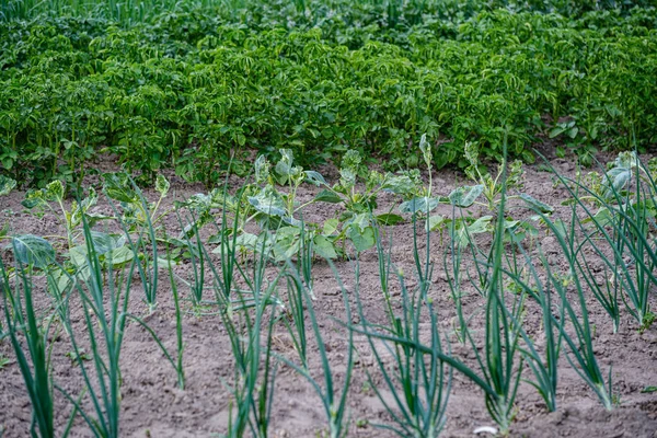 Ekologická zahrádka, Venkovská zahrada se zeleninou, cibulí, potatos — Stock fotografie