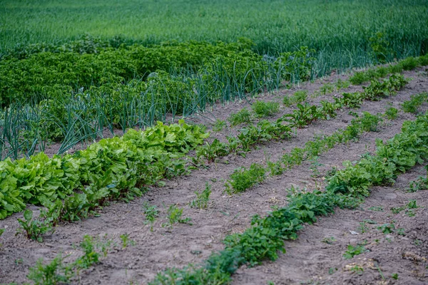 Giardinaggio ecologico, orto di campagna con verdure, cipolla, patate e — Foto Stock