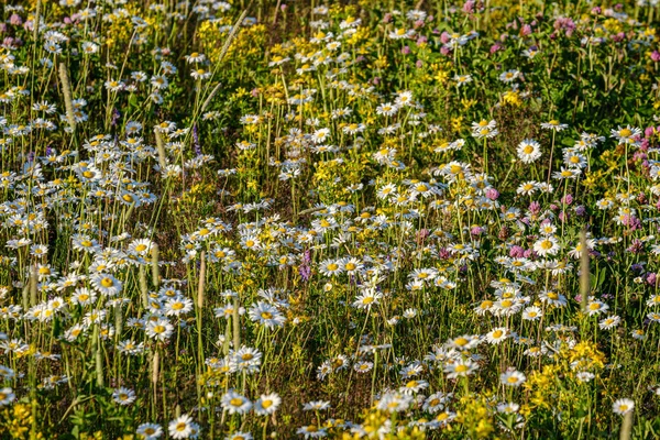 Beautiful colorful summer meadow with flower texture on green ba — Stock Photo, Image