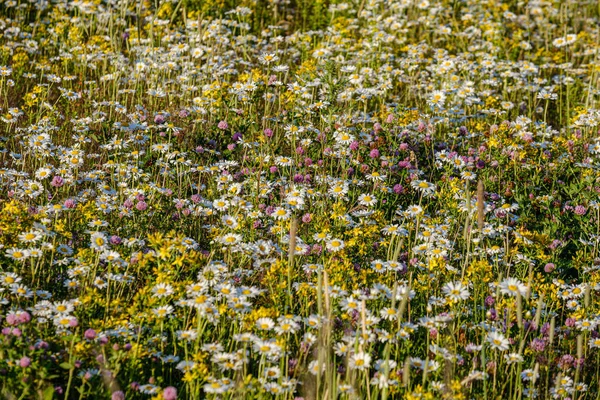 Beautiful colorful summer meadow with flower texture on green ba — Stock Photo, Image