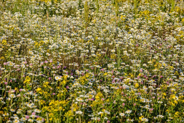 Belo prado colorido de verão com textura de flor em ba verde — Fotografia de Stock