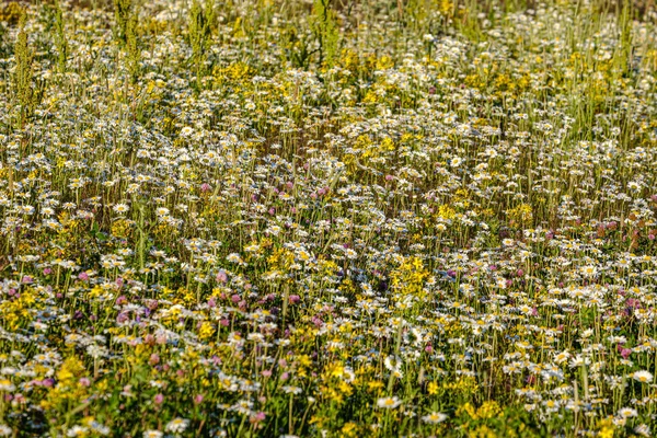 Belo prado colorido de verão com textura de flor em ba verde — Fotografia de Stock