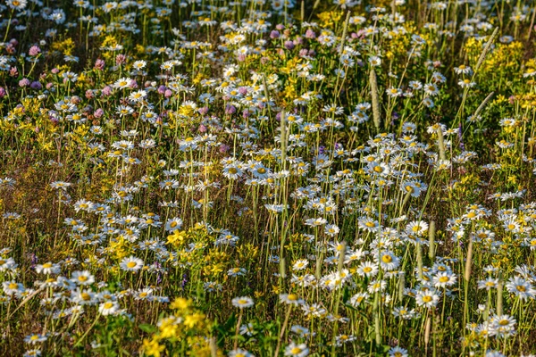 Schöne bunte Sommerwiese mit Blütenstruktur auf grünem Ba — Stockfoto