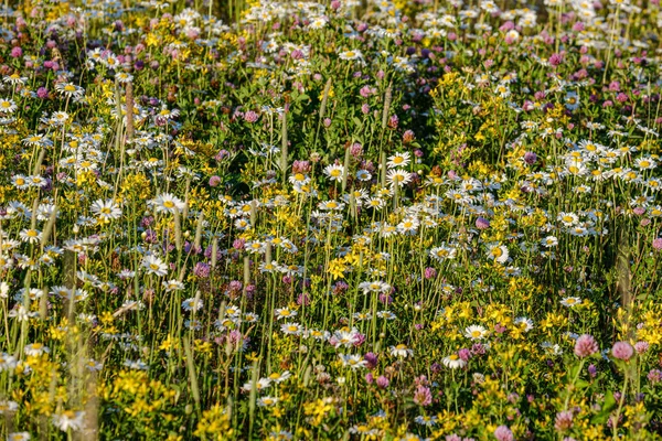 Schöne bunte Sommerwiese mit Blütenstruktur auf grünem Ba — Stockfoto