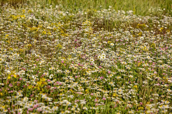 Belo prado colorido de verão com textura de flor em ba verde — Fotografia de Stock