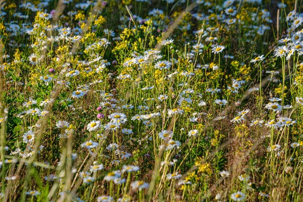 Piękne kolorowe lato łąka z kwiatowym tekstury na zielonym ba — Zdjęcie stockowe