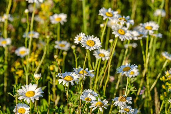 Belle prairie d'été colorée avec texture de fleur sur ba vert — Photo