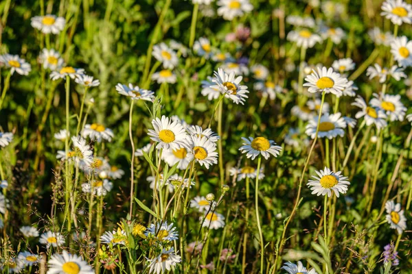 Belo prado colorido de verão com textura de flor em ba verde — Fotografia de Stock