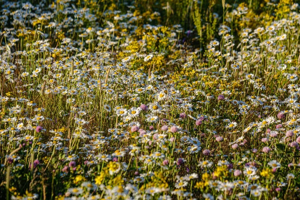 Schöne bunte Sommerwiese mit Blütenstruktur auf grünem Ba — Stockfoto