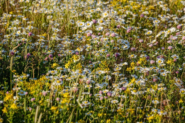 Beautiful colorful summer meadow with flower texture on green ba — Stock Photo, Image