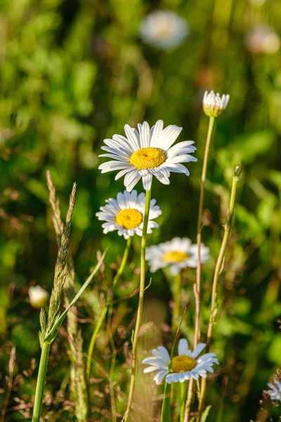 Mooie kleurrijke zomer weide met bloem textuur op groene ba — Stockfoto