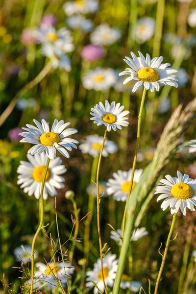 Krásná barevná letní louka s texturou na zelené ba — Stock fotografie