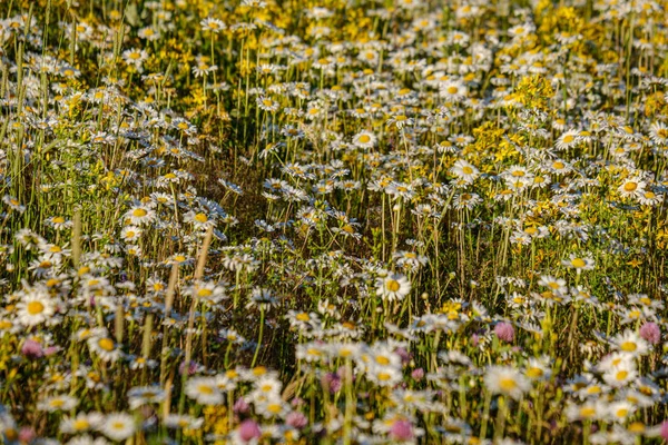 Schöne bunte Sommerwiese mit Blütenstruktur auf grünem Ba — Stockfoto