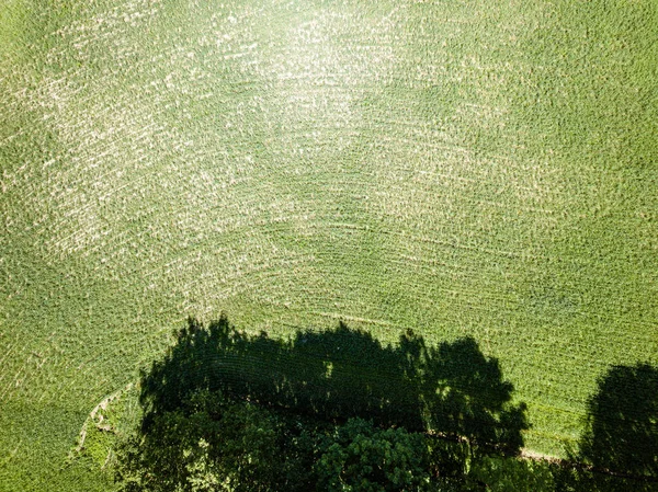 Bebouwde landbouwvelden van boven vogels oog in de zomer — Stockfoto