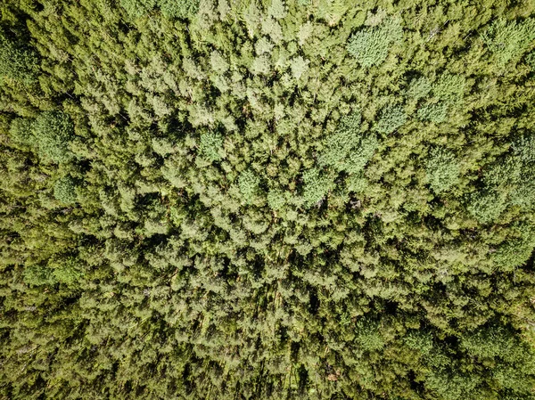 无尽的绿色森林从无人机空中图像在夏季 — 图库照片