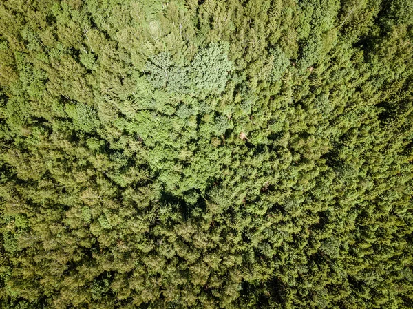 Бесконечные зеленые леса из беспилотников летом — стоковое фото