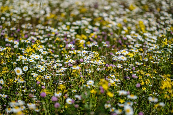 Beautiful colorful summer meadow with flower texture on green ba — Stock Photo, Image