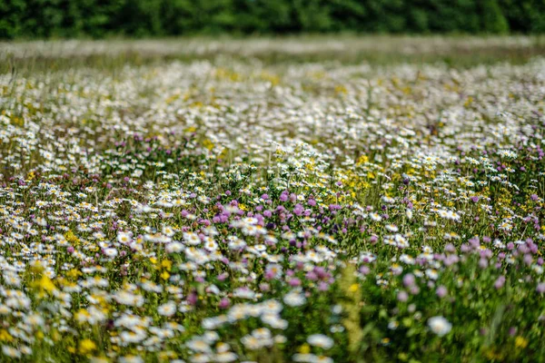 Beautiful colorful summer meadow with flower texture on green ba — Stock Photo, Image