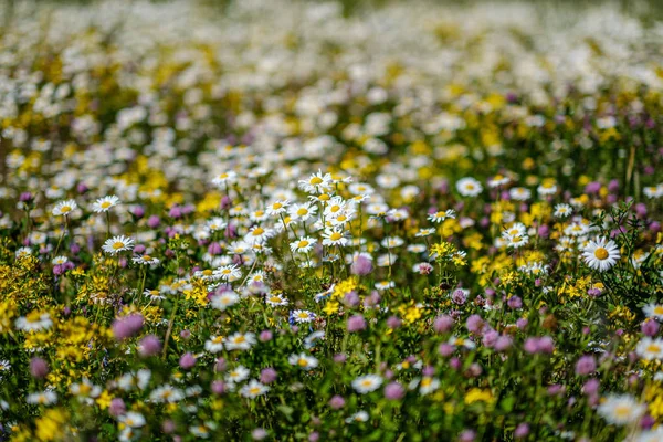 Schöne bunte Sommerwiese mit Blütenstruktur auf grünem Ba — Stockfoto