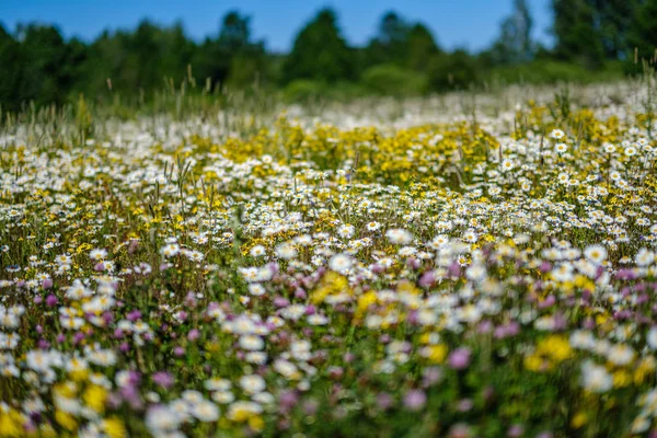 Bellissimo prato estivo colorato con texture floreale su ba verde — Foto Stock