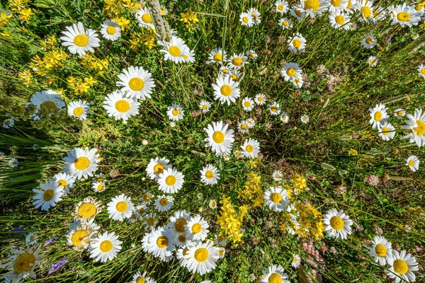 Belo prado colorido de verão com textura de flor em ba verde — Fotografia de Stock