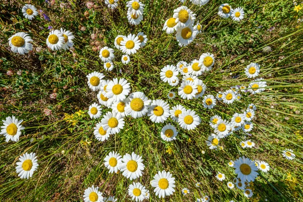 Belo prado colorido de verão com textura de flor em ba verde — Fotografia de Stock