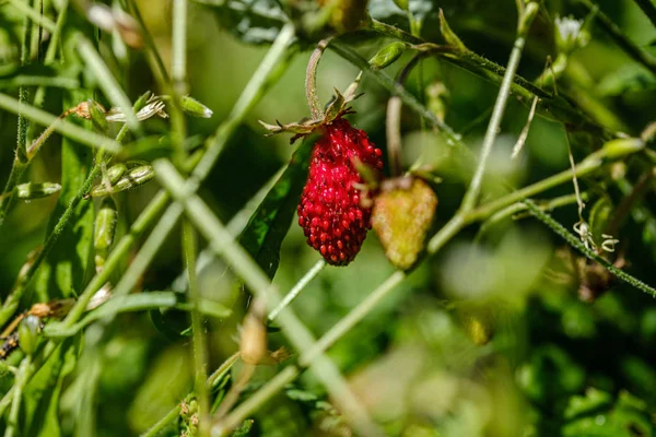 Morangos selvagens vermelho crescendo no chão — Fotografia de Stock