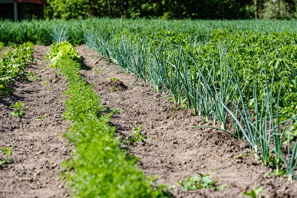 Grădinărit eco, grădină de țară cu legume, ceapă, cartofi și — Fotografie, imagine de stoc
