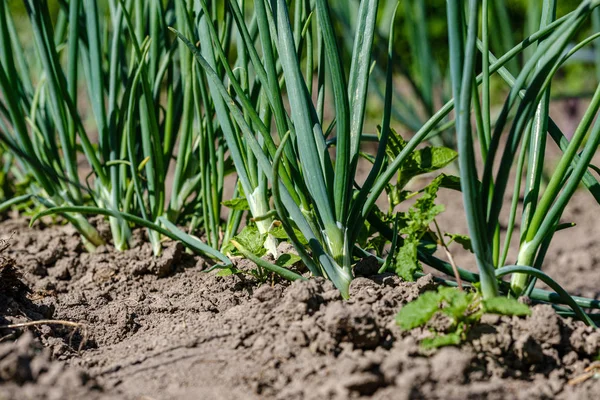 Jardinería ecológica, jardín campestre con verduras, cebolla, patatas y —  Fotos de Stock