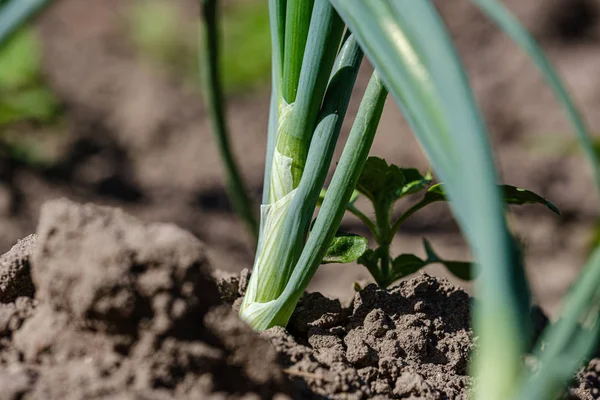 eco gardening, country garden with vegetables, onion, potatos an