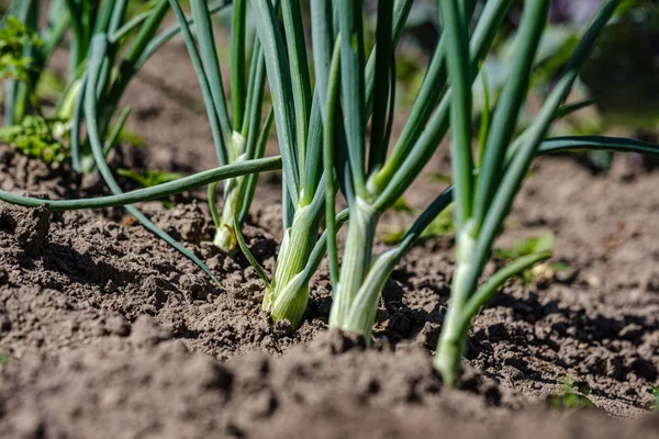 eco gardening, country garden with vegetables, onion, potatos an