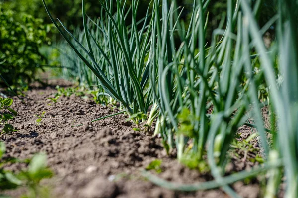 Экологическое садоводство, сельский сад с овощами, лук, картофель — стоковое фото